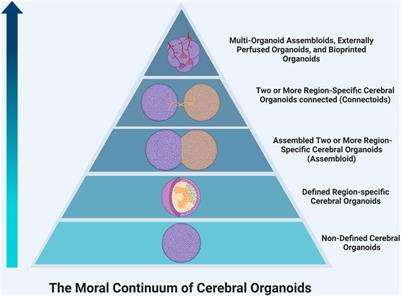 Human brain organoid code of conduct